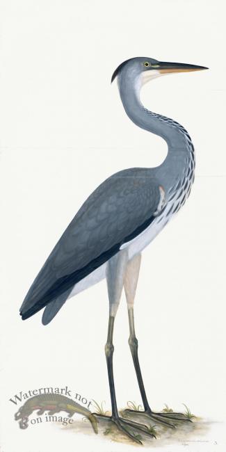 Rudbeck 003 Grey Heron 20x40